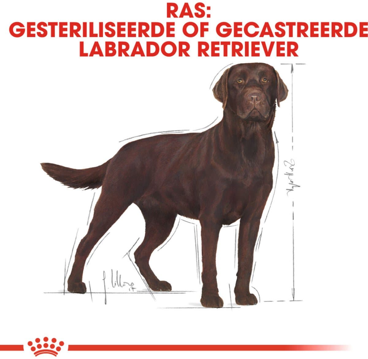 Royal Canin Bhn Labrador Retriever Sterilised Adult - Hondenvoer - 4 x 3 kg thumbnail 3