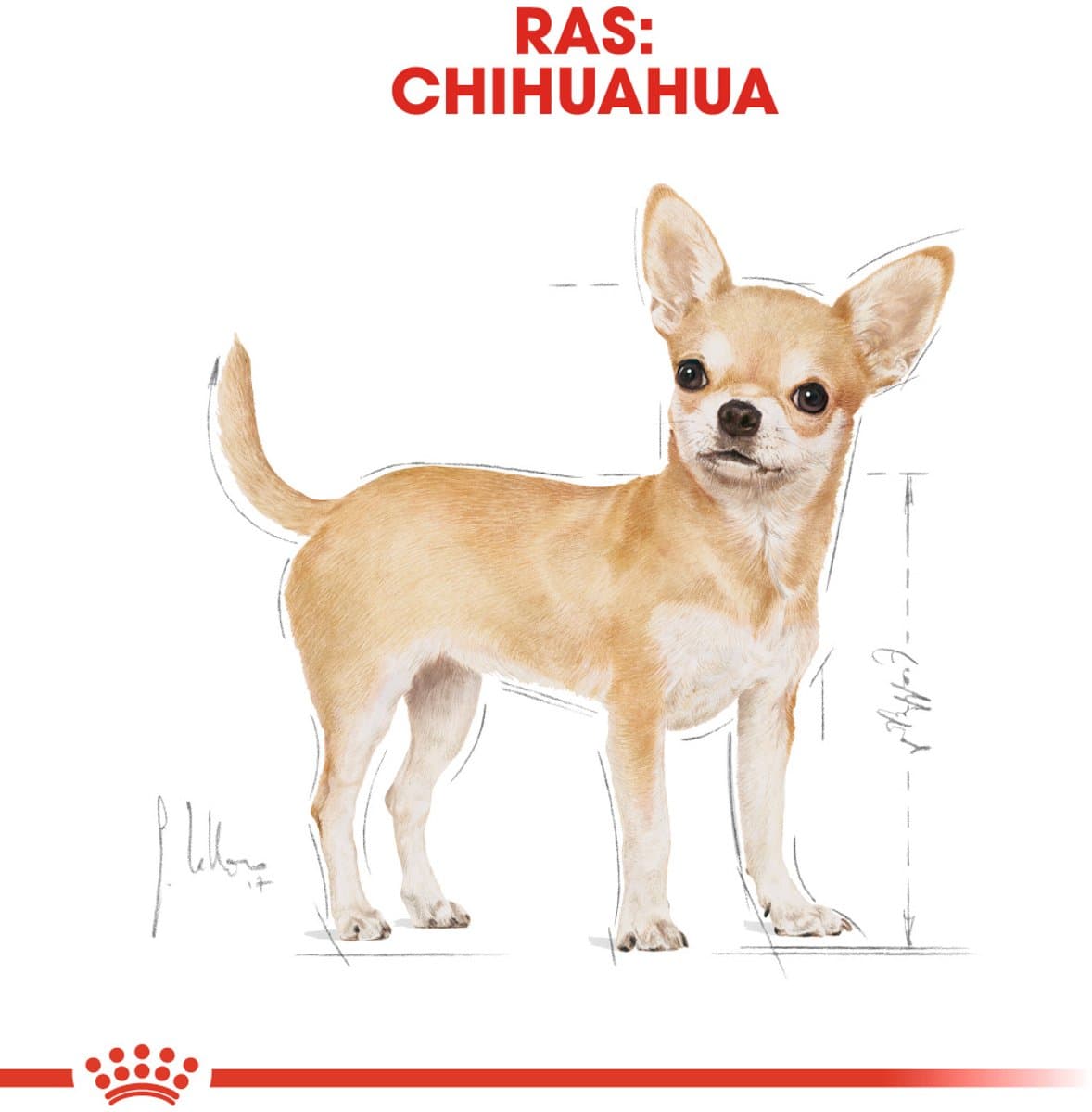 Royal Canin Chihuahua Adult 3kg - Tandsteenreductie thumbnail 7