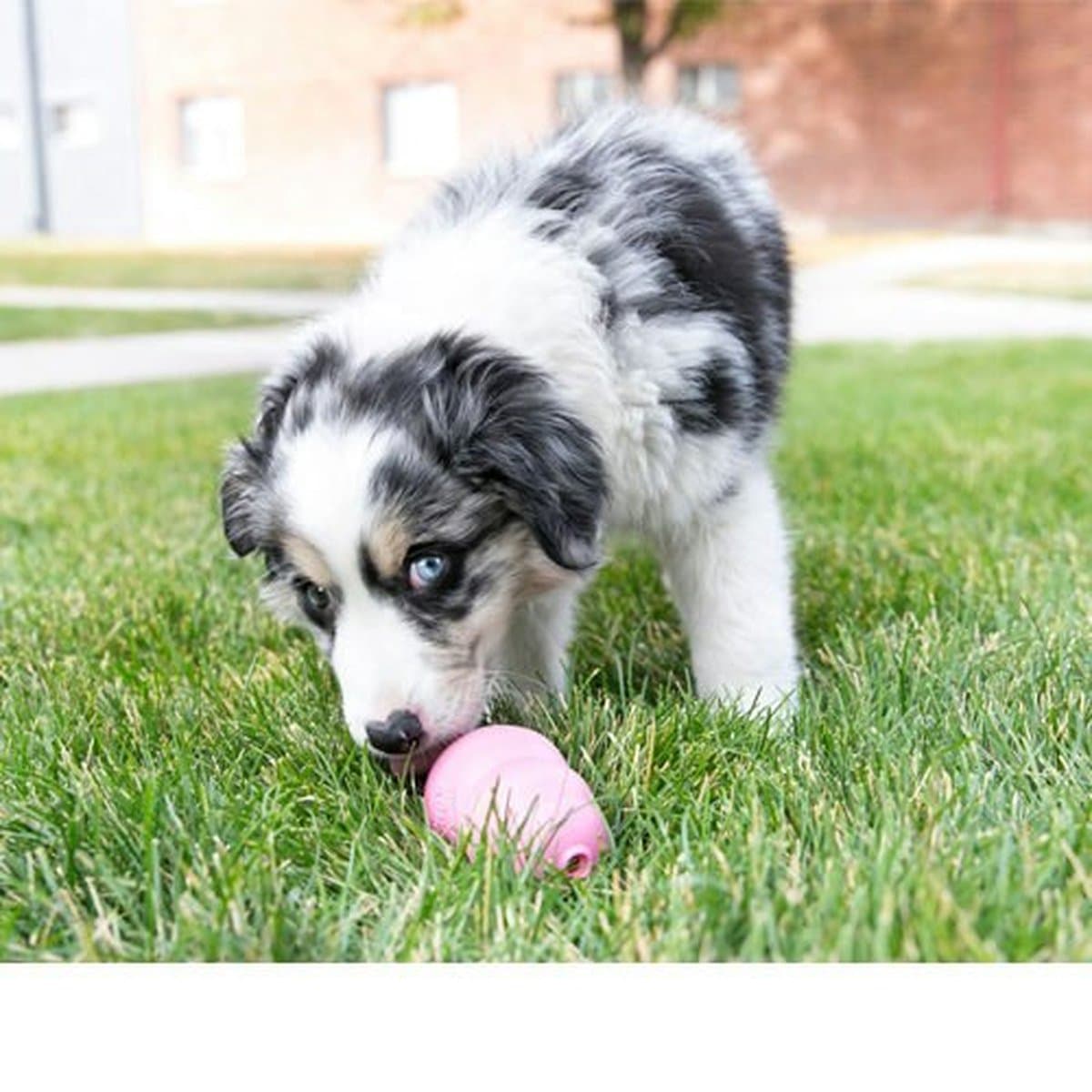 Kong Puppy - Roze - S