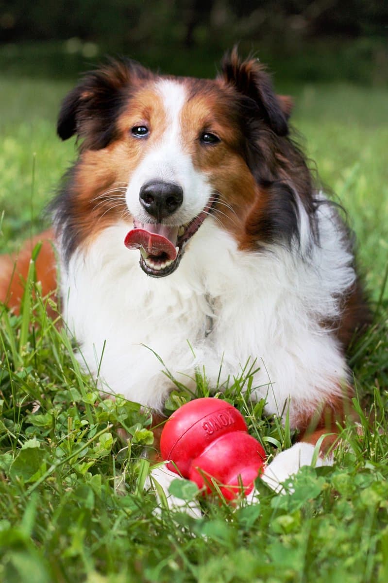 KONG Classic - Snackbal Honden Speelgoed - Rubber - 8.9 cm - Rood - Maat M thumbnail 4
