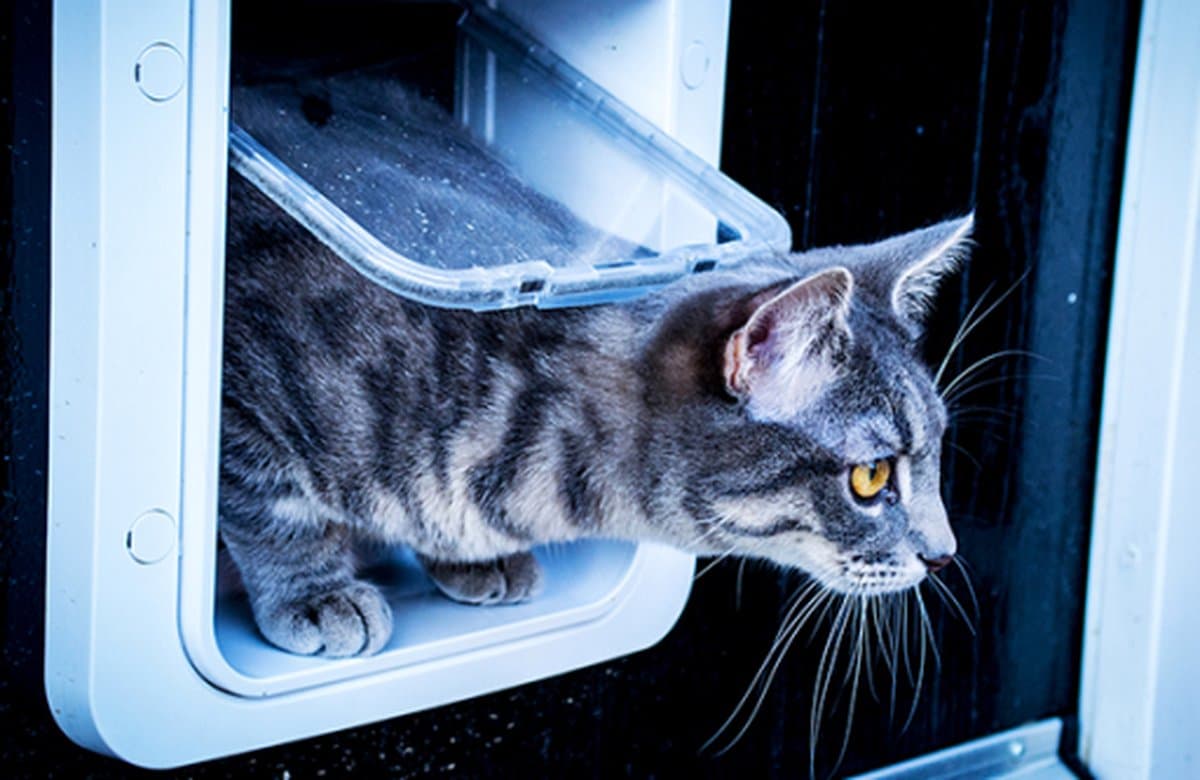 Sureflap Microchip Huisdierluik Connect - Kattenluik - Wit thumbnail 5