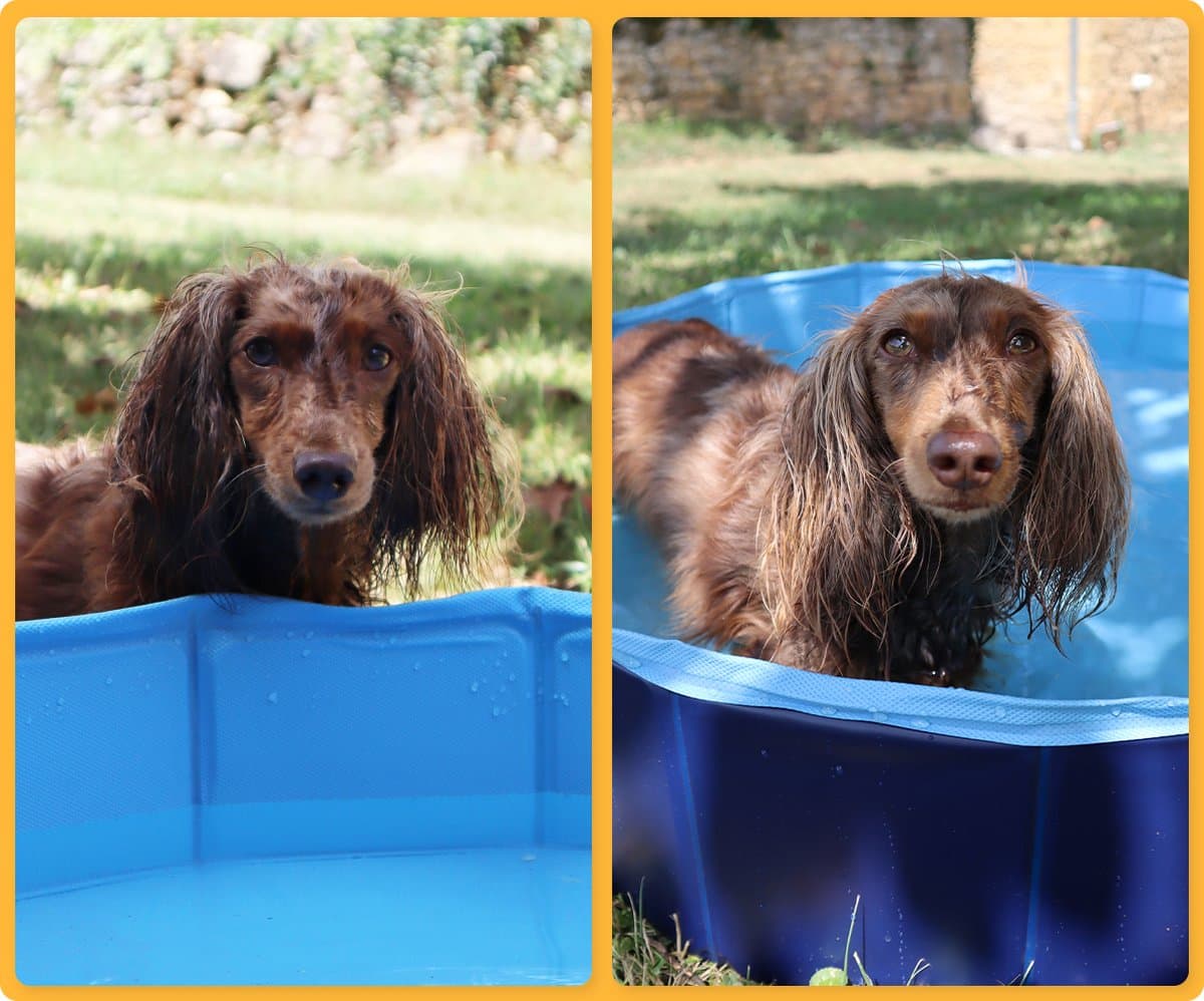 Frummel Honden Zwembad - Waterpret Opzetzwembad Huisdier - Blauw - 80 x 20cm - Opvouwbaar thumbnail 7