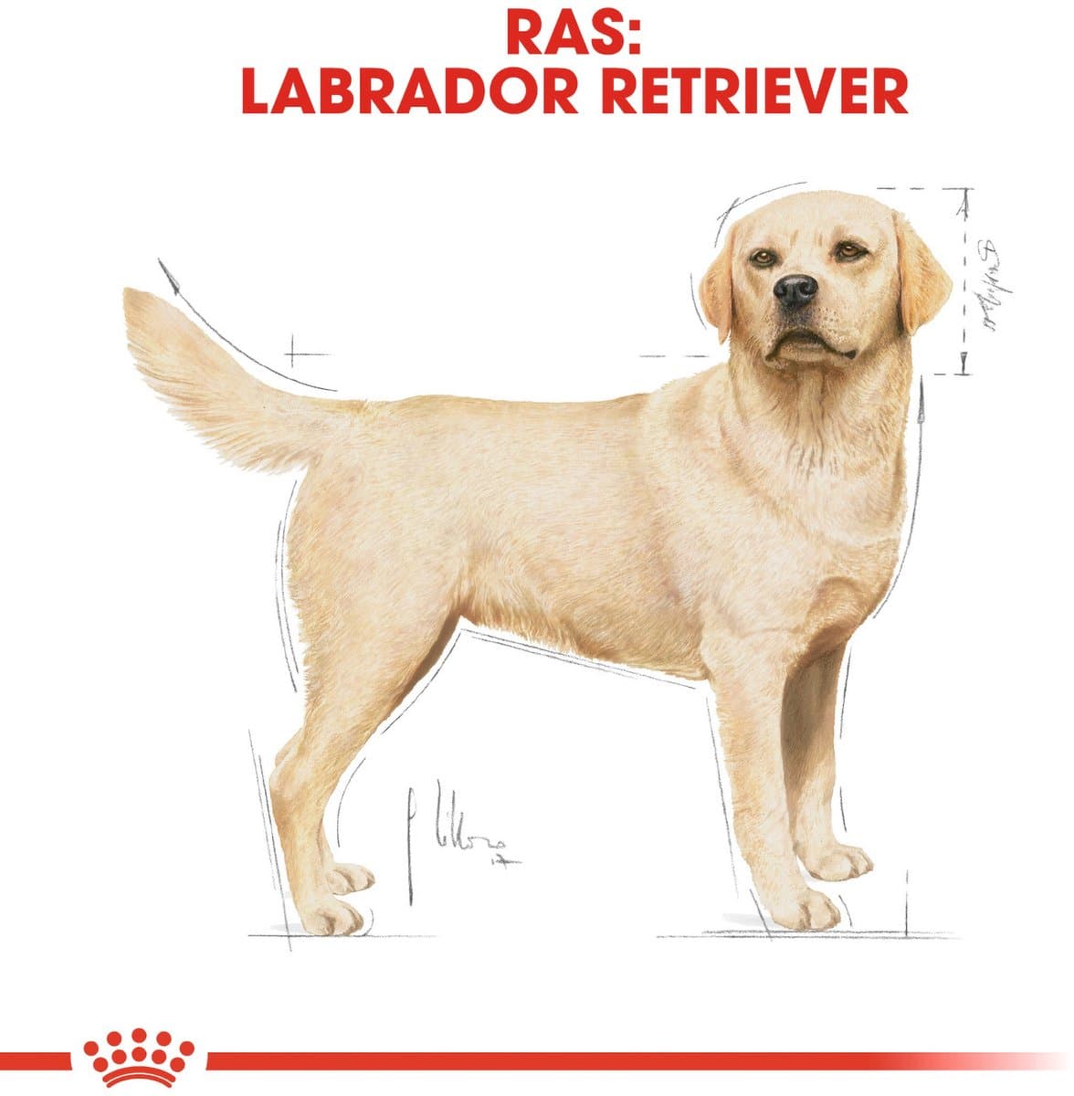 Royal Canin Labrador Adult 12kg: rasse-specifiek voer thumbnail 6