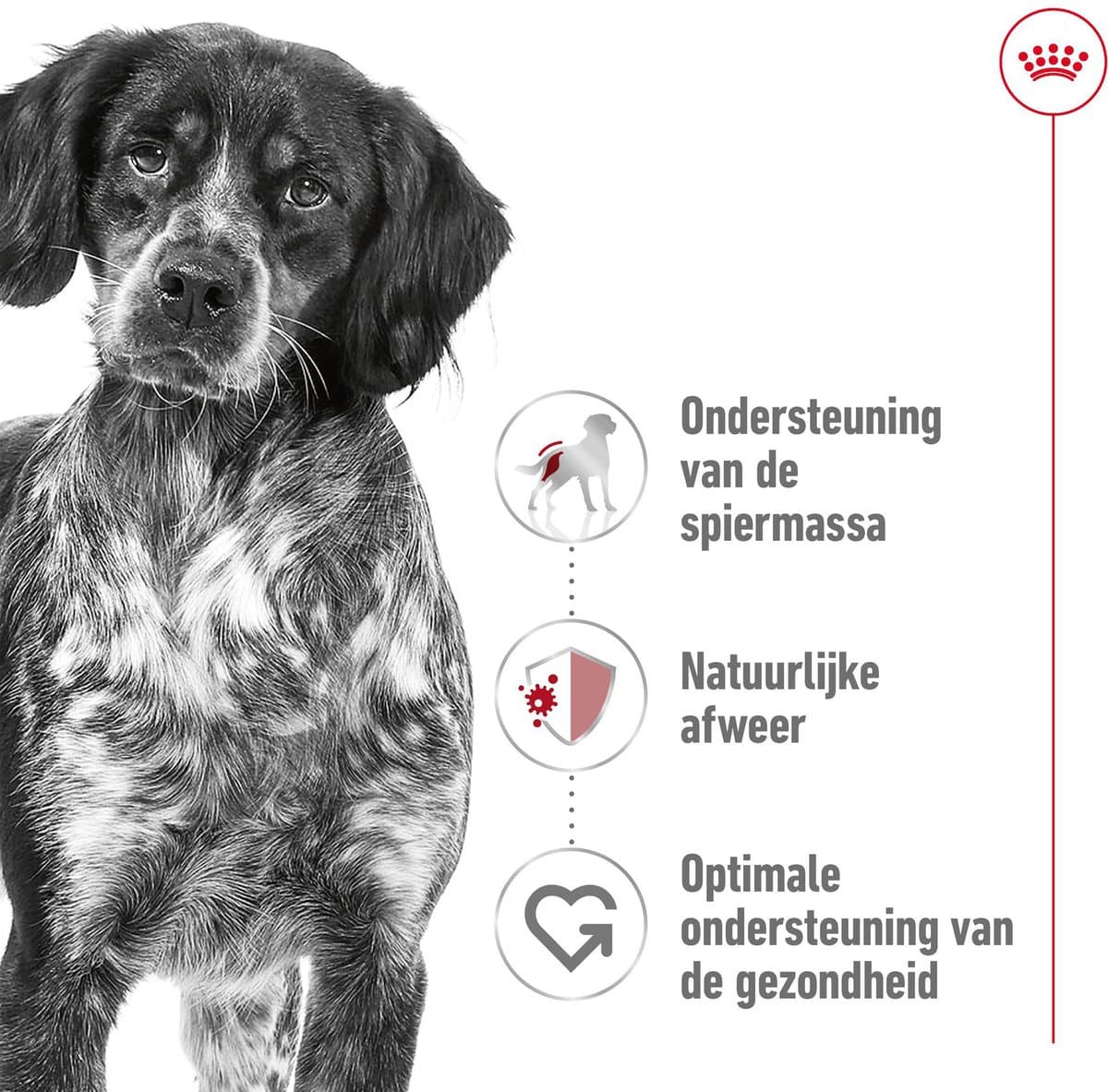 Royal Canin Medium Adult - 10 kg + Royal Canin Medium Adult Wet - 12 x 410 g thumbnail 5