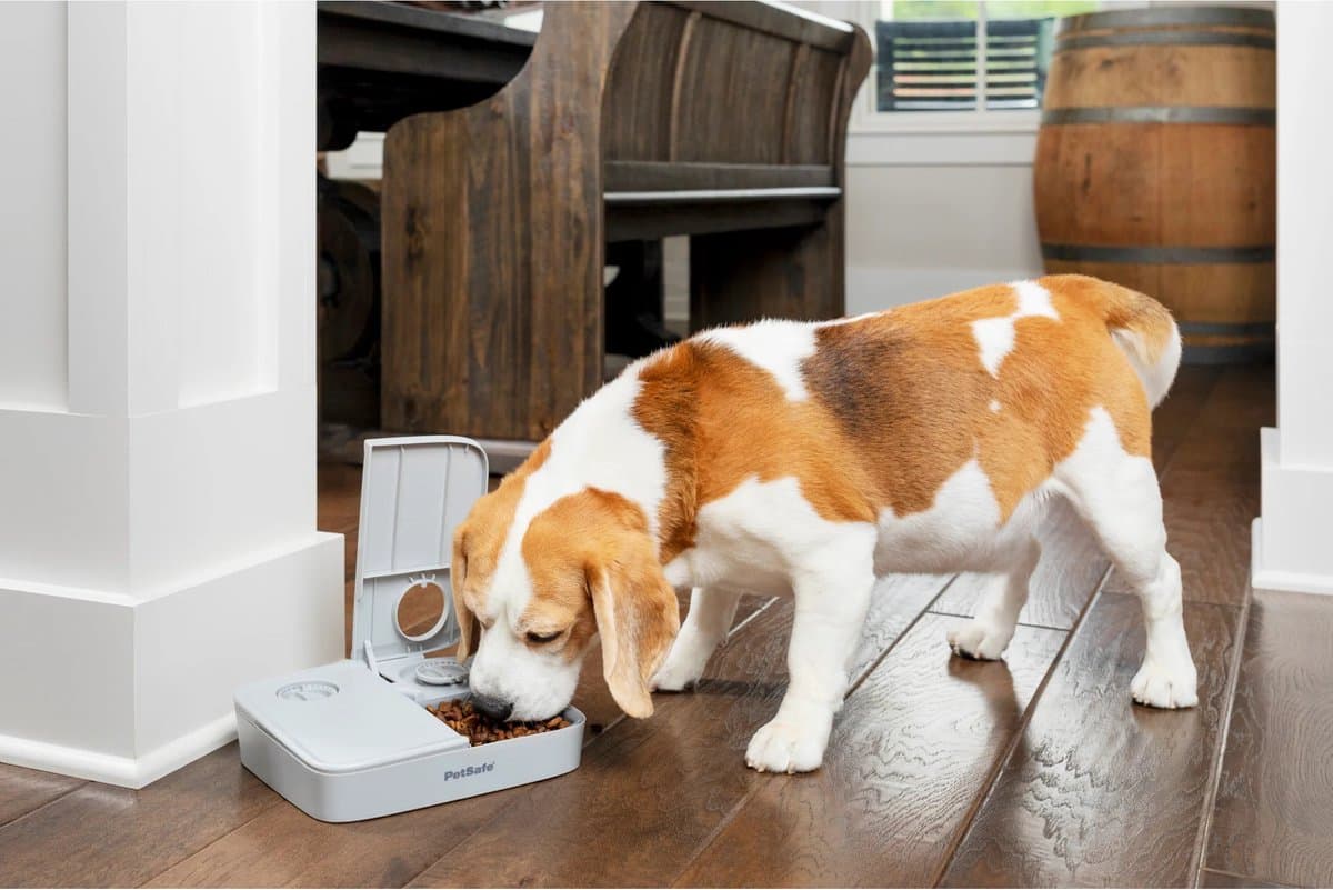 PetSafe Automatische Voerbak Kat en Hond - 2 x 150 gr - met Timer - 2 Maaltijden thumbnail 6