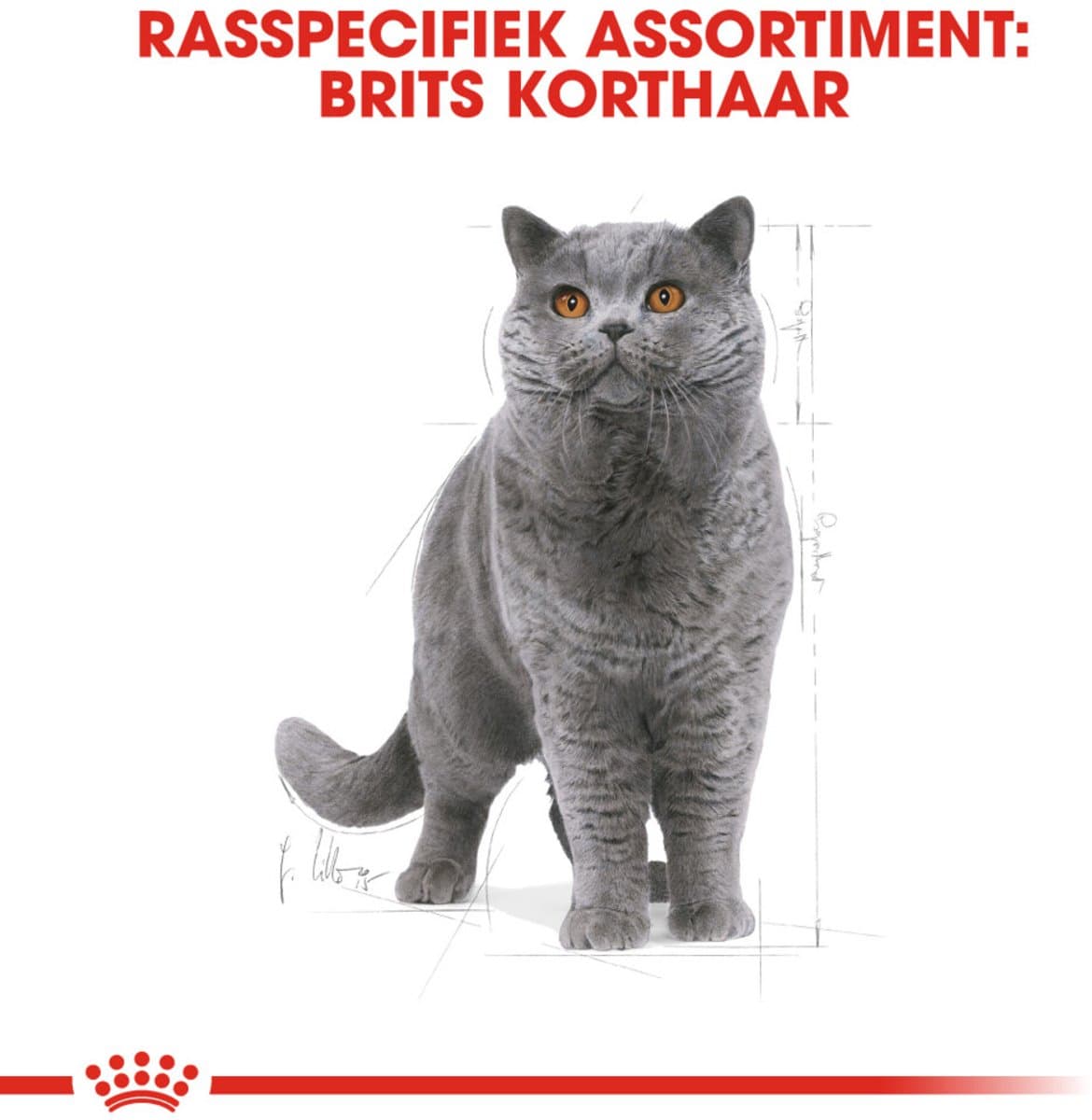 Royal Canin British Shorthair Adult - Voer voor sterkere spieren thumbnail 3