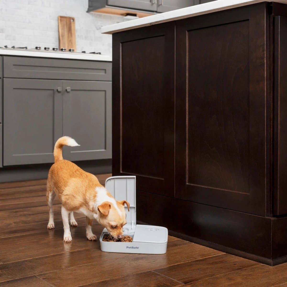 PetSafe Automatische Voerbak Kat en Hond - 2 x 150 gr - met Timer - 2 Maaltijden thumbnail 5