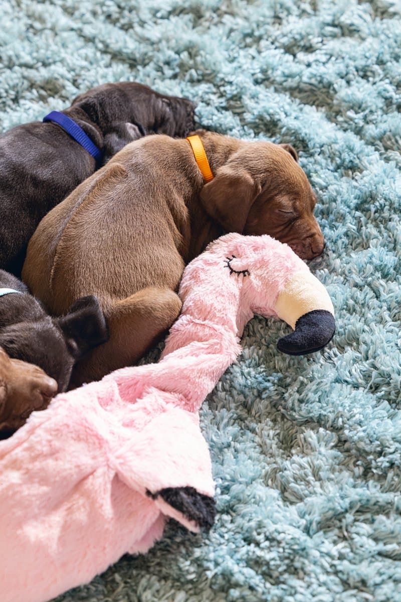 Beeztees Puppy Flatino Flamingo Fe - Puppy Speelgoed - Puppyknuffel - Hondenspeelgoed - Roze 72 x 27 x 5 cm - Hond thumbnail 3
