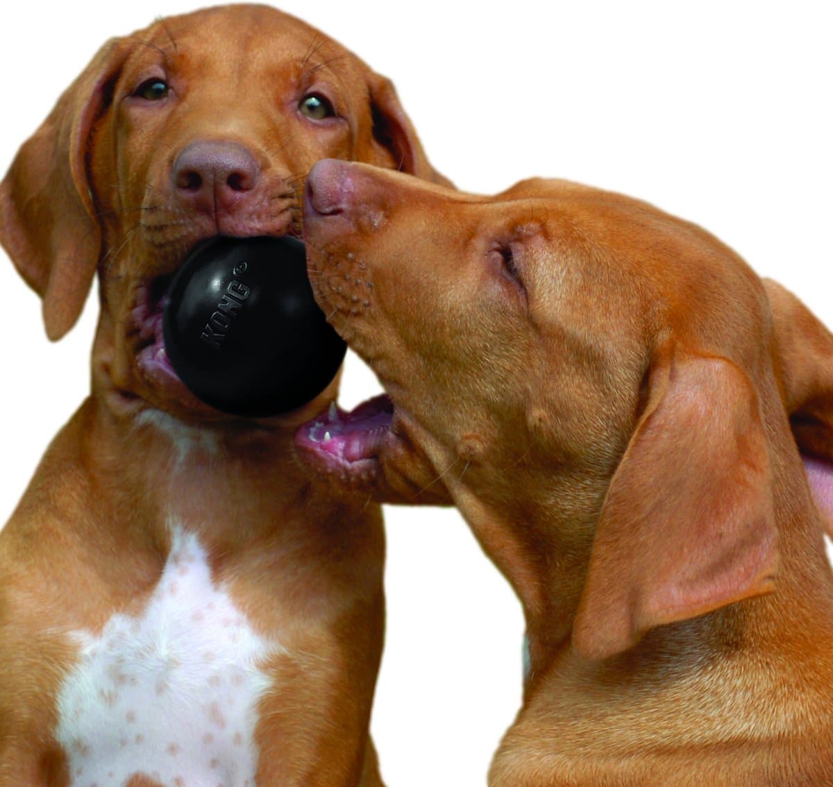 Kong Extreme Bal - Honden Speelgoed - Zwart - M/L - Ø 7.5 cm thumbnail 5