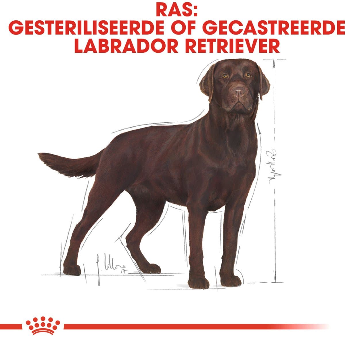 Royal Canin Labrador Retriever - 12 kg - Hondenvoer - Sterilised thumbnail 2