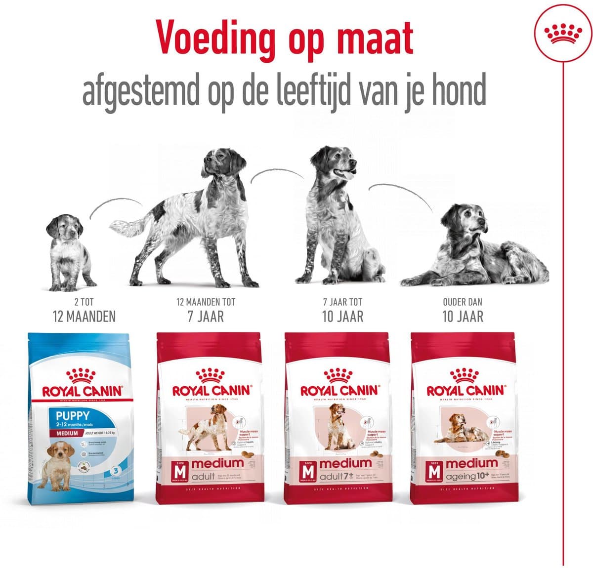 Royal Canin Medium Adult - 2 x 10 kg thumbnail 7