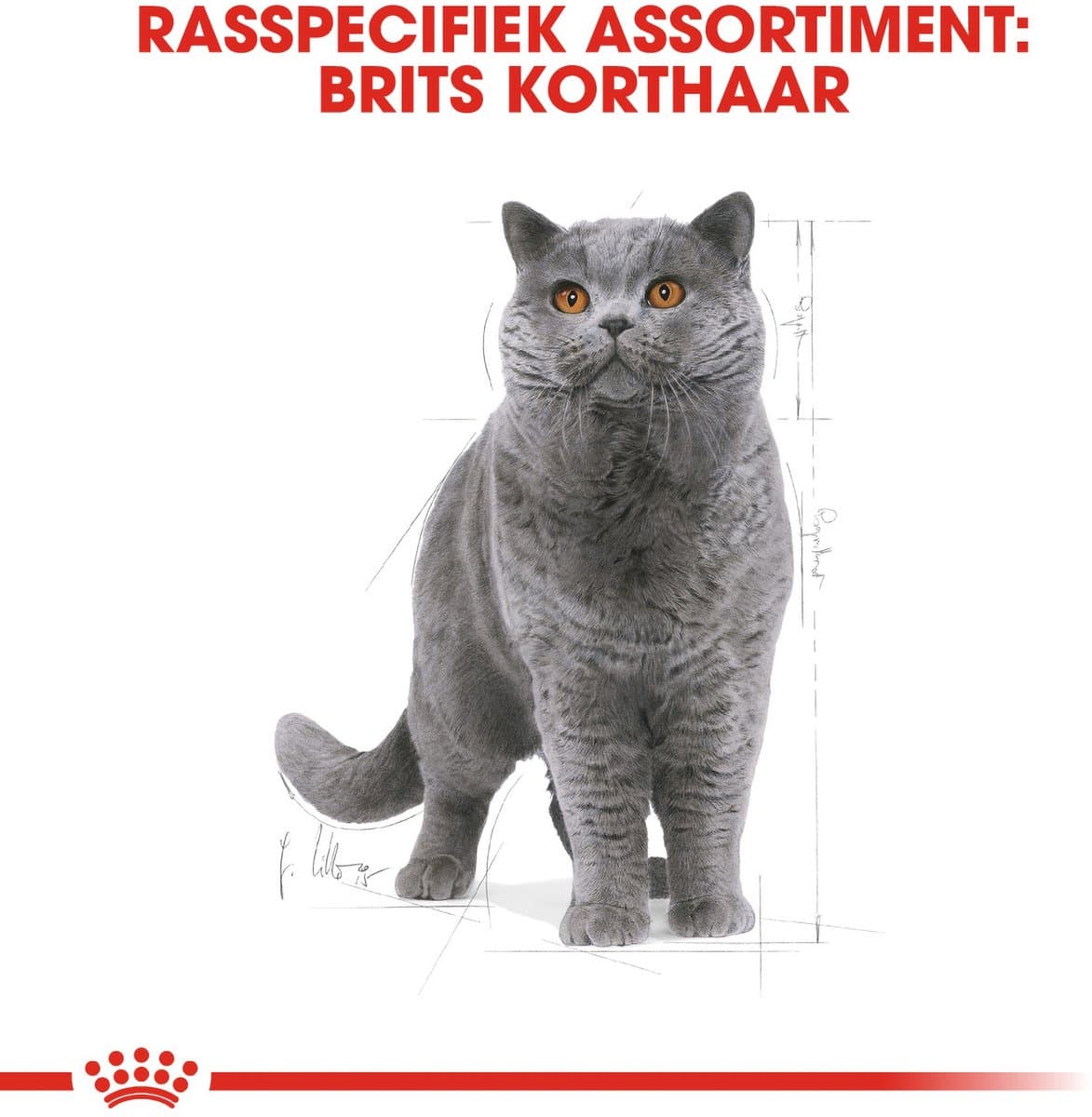 Royal Canin British Shorthair Adult: Speciaal kattenvoer voor sterke spieren thumbnail 5