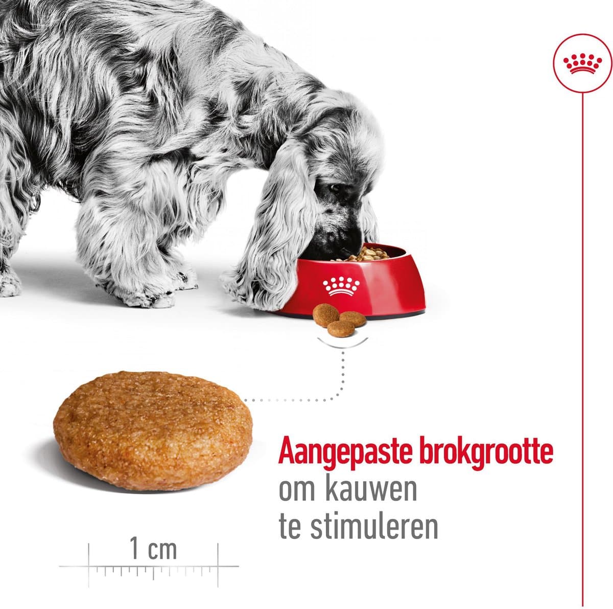 Royal Canin Medium Adult - Voeding voor volwassen middelgrote honden thumbnail 5