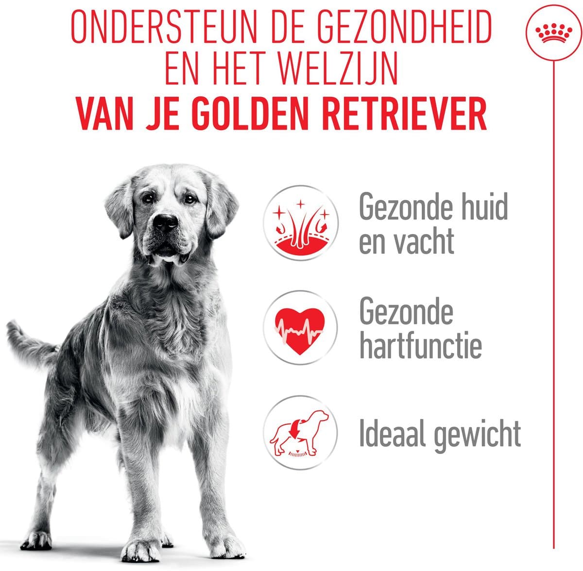 Royal Canin Golden Retriever Adult - 2 x 12 kg thumbnail 3