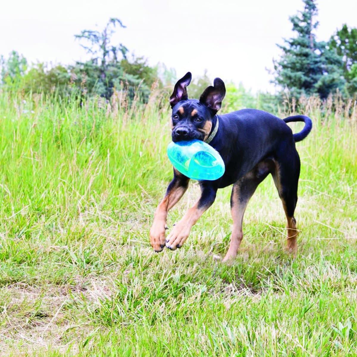Kong Jumbler Ball - Assorti Kleur - M/L - Honden Speelgoed - Ø14 cm thumbnail 6