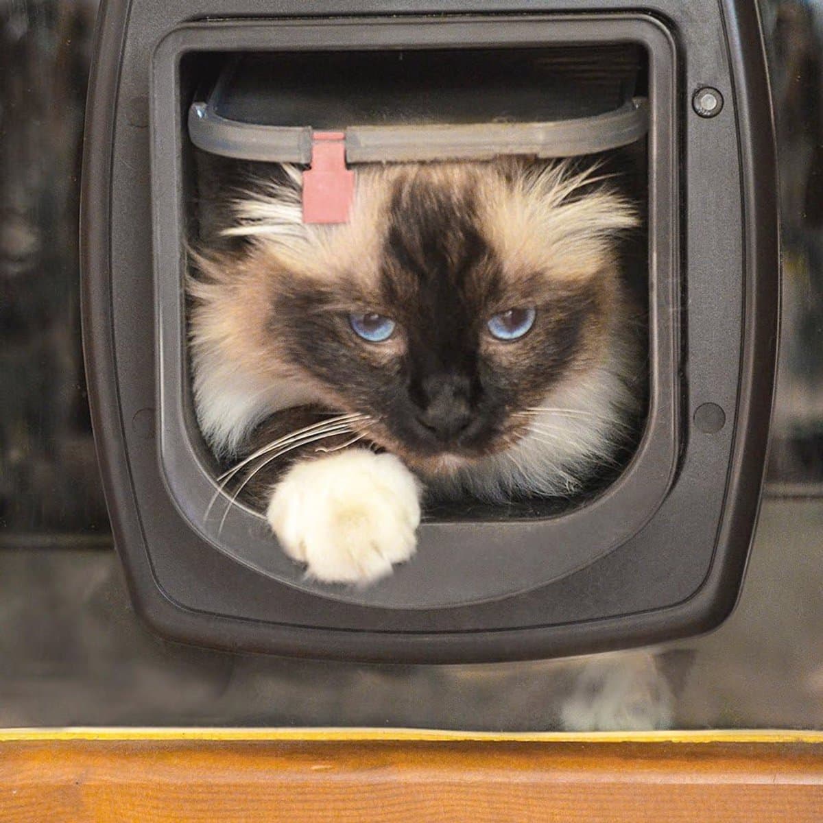 Kattenluik met Microchip en Wind Stopper - Viervoudig Instelbaar thumbnail 2